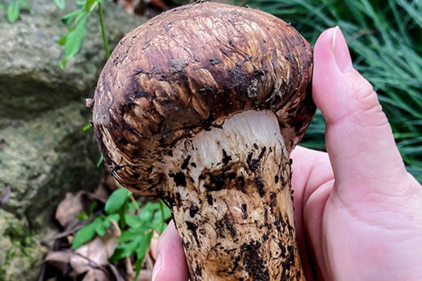 云南有松茸嗎，云南松茸什么季節(jié)才有