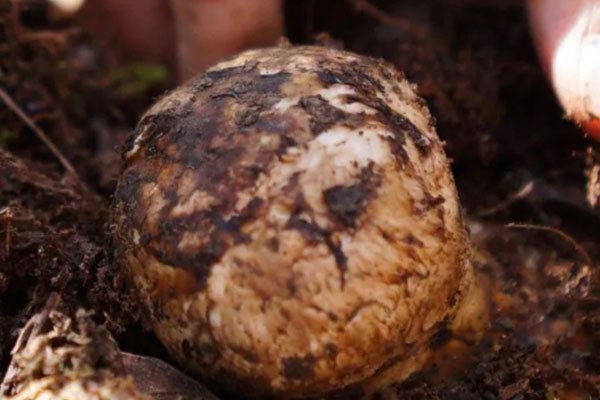 云南松茸幾月份有 云南松茸幾月份有