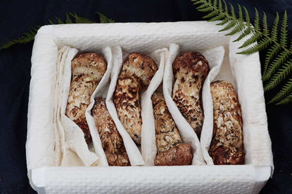 男人吃松茸的好處