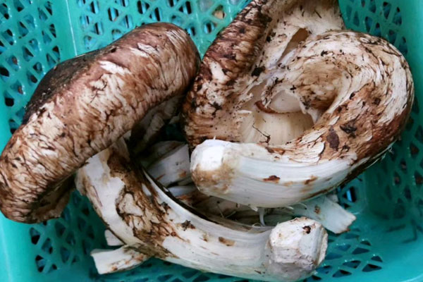 松茸傘打開(kāi)就沒(méi)有營(yíng)養(yǎng)了嗎