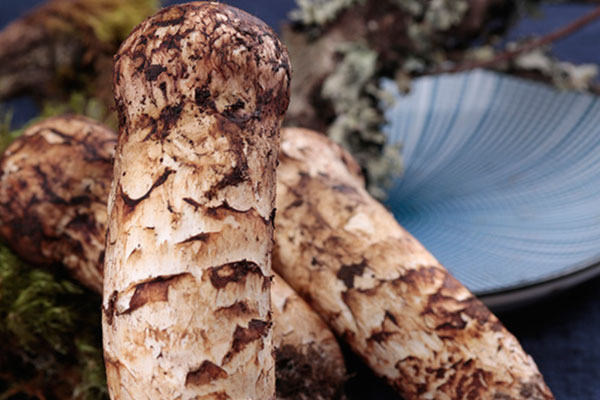 未開(kāi)傘松茸的絕佳吃法