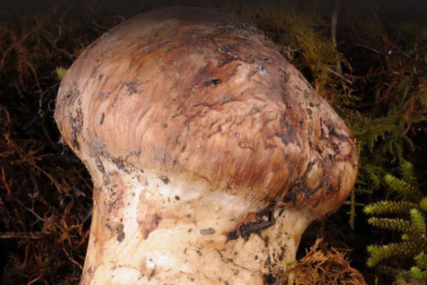 吃松茸對(duì)身體有什么好處，鮮松茸炒要焯水嗎