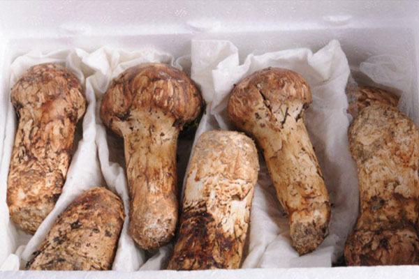 松茸菇炒前要焯水嗎