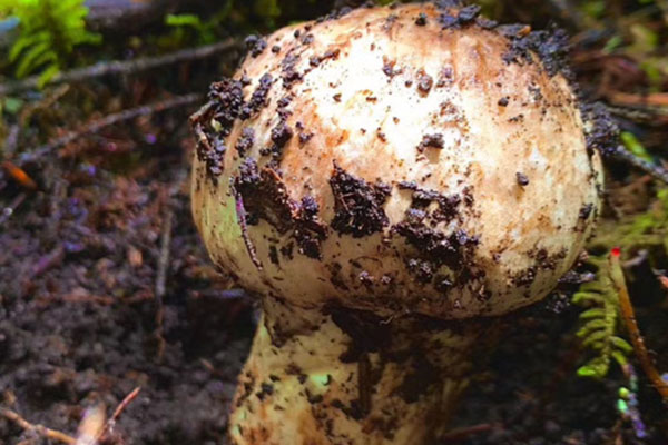 松茸是哪里的特產(chǎn)，云南楚雄松茸好嗎