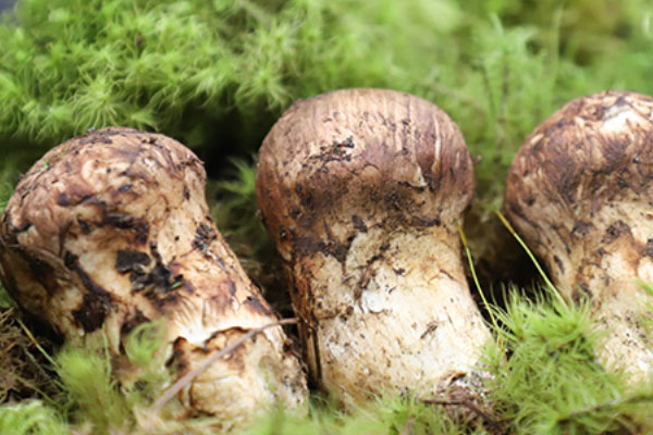 雪山松茸和松茸的區(qū)別，日本松茸和中國松茸的區(qū)別