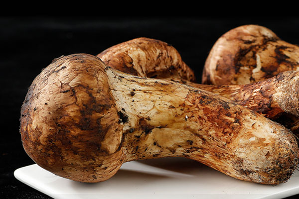 日本松茸和中國(guó)松茸有哪些區(qū)別 日本松茸和中國(guó)松茸有哪些區(qū)別