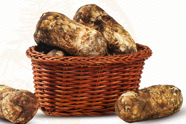 日本松茸菇很貴嗎，鹿茸菇跟松茸菇一樣嗎