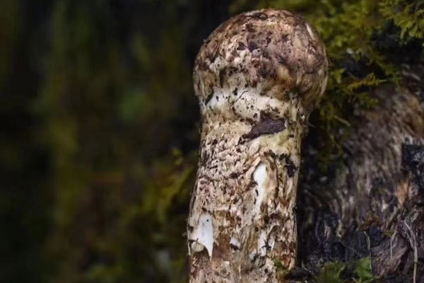 松茸有降血糖的作用嗎，吃刺身松茸的禁忌