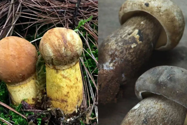 松塔牛肝菌可以吃嗎，牛肝菌癌癥病人能吃嗎