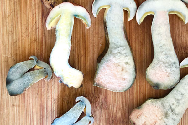 癌癥患者可以吃牛肝菌嗎 癌癥患者可以吃牛肝菌嗎