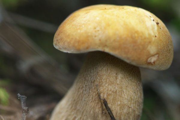 經(jīng)期能吃牛肝菌嗎，兒童能吃牛肝菌嗎