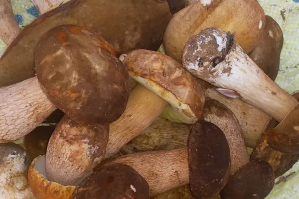 3歲小孩子可以吃牛肝菌嗎，牛肝菌會引起過敏嗎