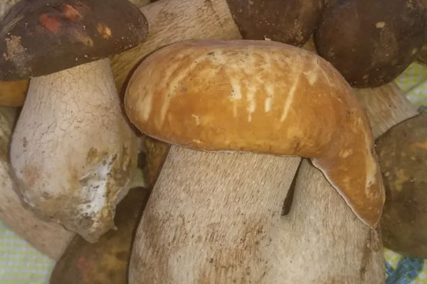 吃牛肝菌能不能喝酒，吃牛肝菌能不能吃雞蛋