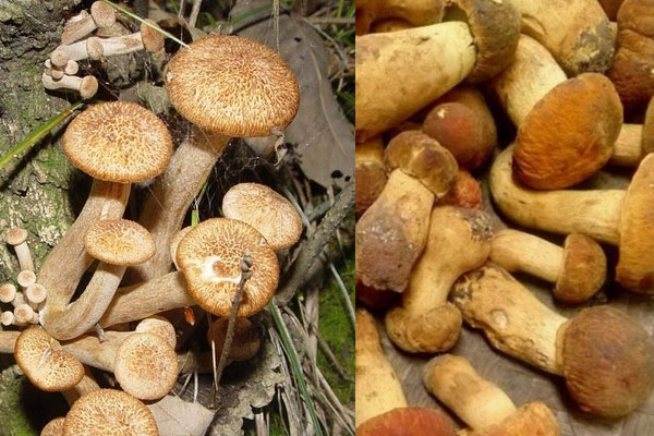 牛肝菌和青杠菌哪個好，牛肝菌是不是見手青