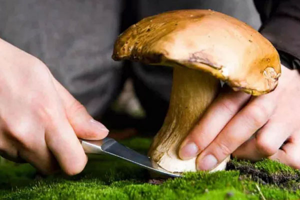 美味牛肝菌中14種礦質(zhì)元素含量 美味牛肝菌中14種礦質(zhì)元素含量