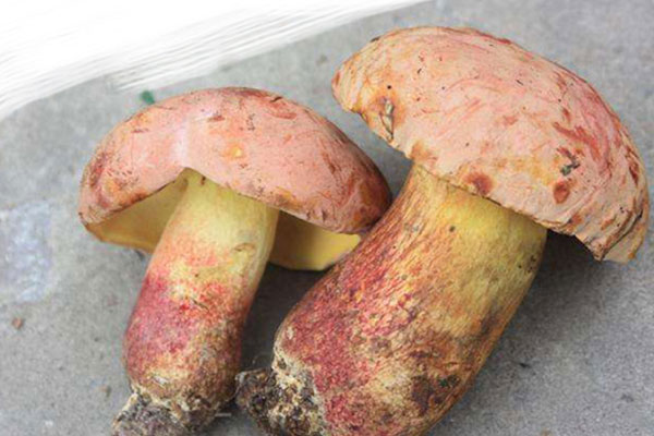 爆炒紅蔥牛肝菌的竅門 爆炒紅蔥牛肝菌的竅門