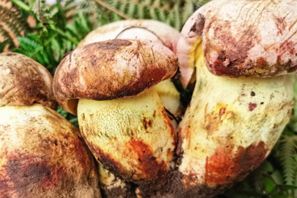 牛肝菌的挑選與處理，白蔥牛肝菌好吃嗎