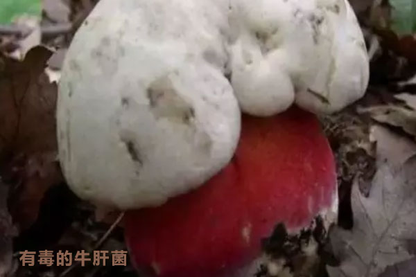怎么分辨有毒的牛肝菌，新鮮牛肝菌要焯水嗎