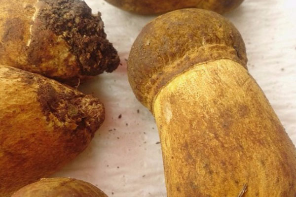 牛肝菌科可以分為幾大類 牛肝菌科可以分為幾大類