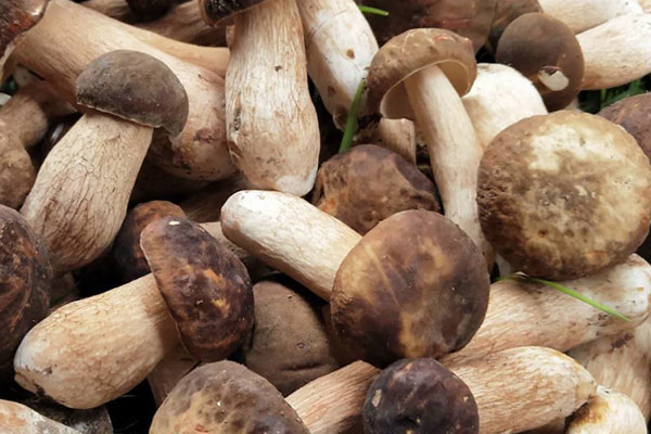 美味牛肝菌好不好吃 美味牛肝菌好不好吃