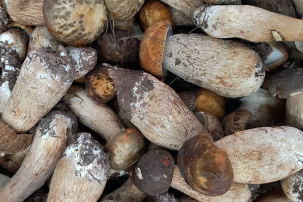 不同產(chǎn)地的美味牛肝菌會(huì)有差異嗎 不同產(chǎn)地的美味牛肝菌會(huì)有差異嗎