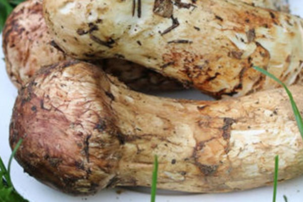 松茸天天吃好嗎，一斤松茸可以吃幾頓