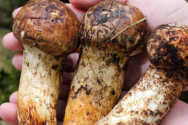 松茸的用量多少克，干松茸一次燉多少合適