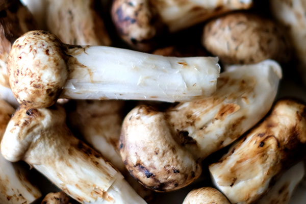 云南松茸什么時(shí)候品質(zhì)最好 云南松茸什么時(shí)候品質(zhì)最好