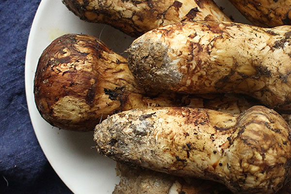 松茸吃多了胃會難受嗎，有胃潰瘍的人可以吃松茸嗎