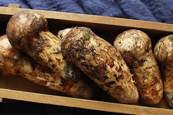 有胃潰瘍的人能吃松茸嗎 有胃潰瘍的人能吃松茸嗎