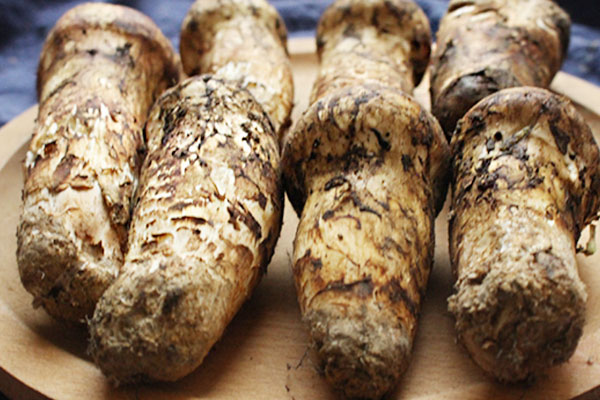 新鮮松茸煮幾分鐘可以吃，蒸松茸要多少時間