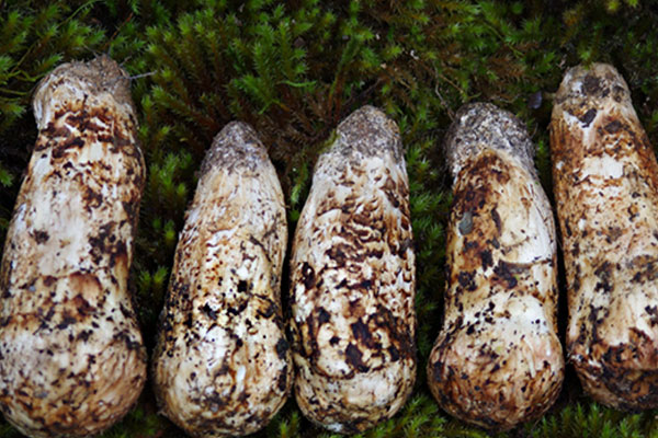 松茸蒸魚(yú)的竅門 松茸蒸魚(yú)的竅門