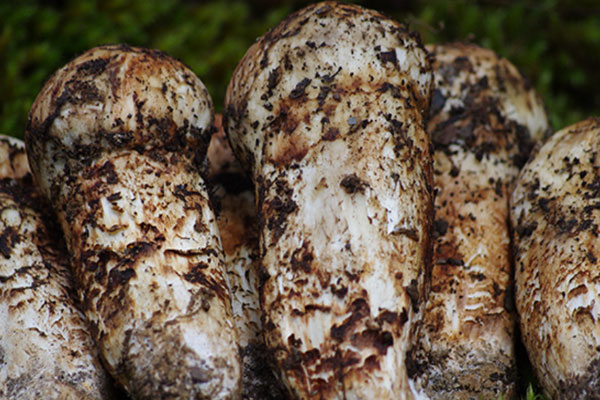 慢性胃炎能吃松茸嗎，心衰病人能吃松茸嗎