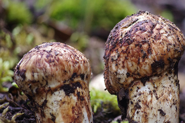 心衰病人可以吃松茸嗎 心衰病人可以吃松茸嗎