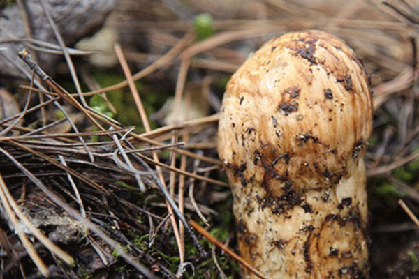 松茸過期了還能吃嗎，松茸中間發(fā)黑是不是壞了