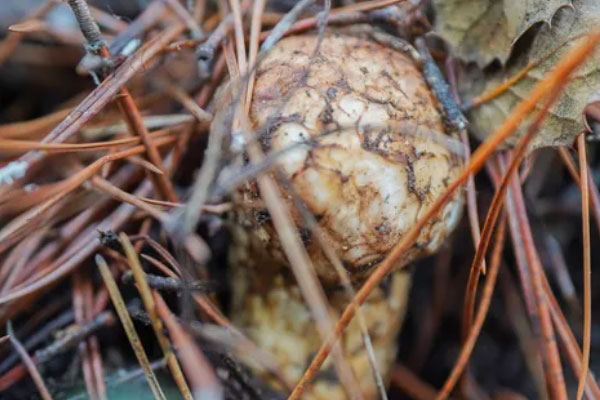 松茸與什么食物搭配最佳，干松茸怎么吃最有營養(yǎng)