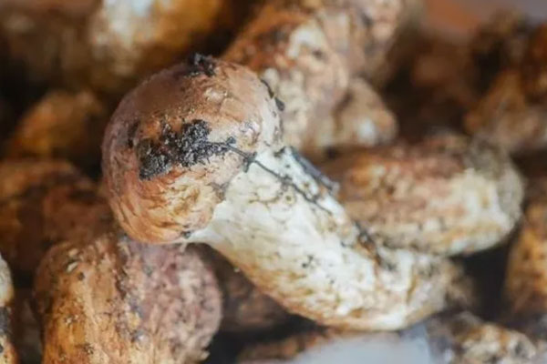 新鮮松茸怎么吃最有營養(yǎng) 新鮮松茸怎么吃最有營養(yǎng)