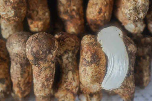 松茸幾厘米最好，野生松茸是發(fā)物嗎