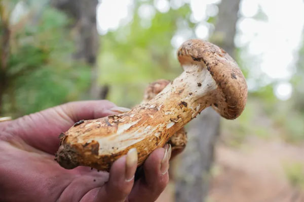 野生松茸是不是發(fā)物 野生松茸是不是發(fā)物