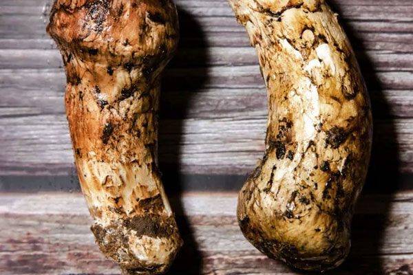 松茸茶好喝嗎，松茸磨粉后直接沖水喝可以嗎