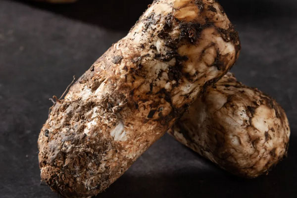 松茸傘柄是灰色的還能吃嗎，松茸頭上有一層黏黏的是什么