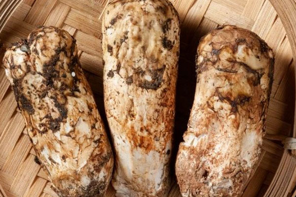 孩子怎么吃松茸