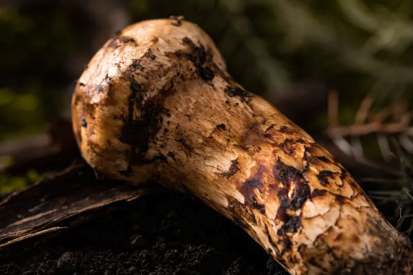 小的松茸是不是沒有營養(yǎng)，松茸半開傘了還有營養(yǎng)價值嗎