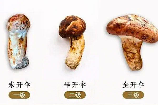半開傘松茸還有營養(yǎng)價值嗎