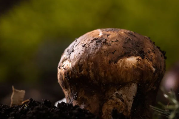 松茸生長在海拔多高的地方