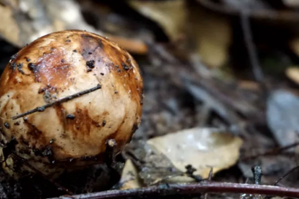 松茸寒涼嗎，牛肝菌和松茸菌是涼性的嗎