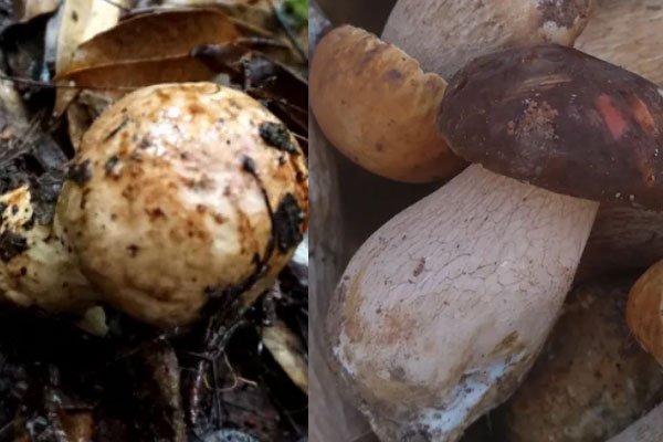 牛肝菌和松茸菌是不是涼性