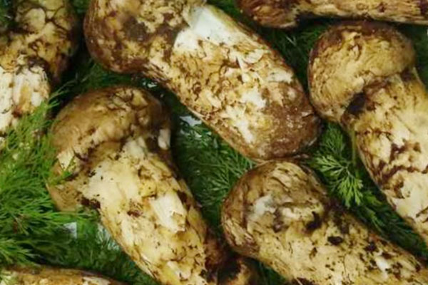 松茸為何無法人工栽培 松茸為何無法人工栽培