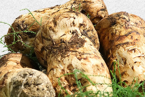 松茸有點濕可以吃嗎，松茸有水出還可以吃嗎