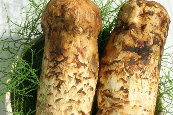 處理新鮮松茸的技巧